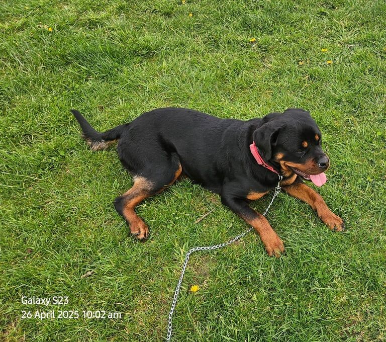 Rottweiler Puppies For Sale | Rottweiler Owners