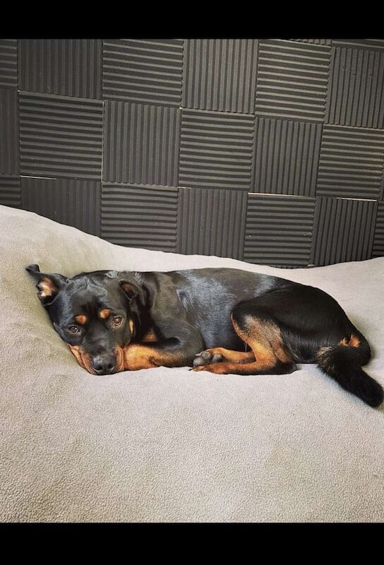 Rottweiler puppies for sale in Gateshead, Tyne and Wear – 3 years old