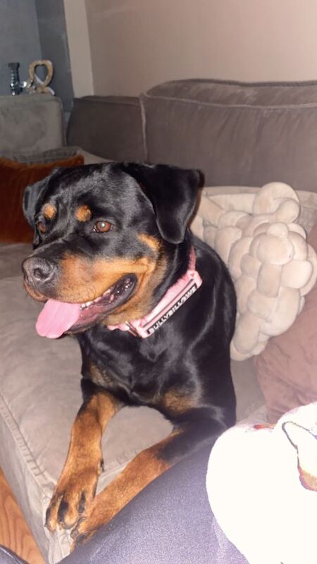 Rottweiler puppies for sale in Strathaven, Lanarkshire – 2 years old