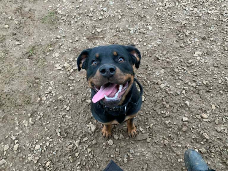 Rottweiler Puppies For Sale