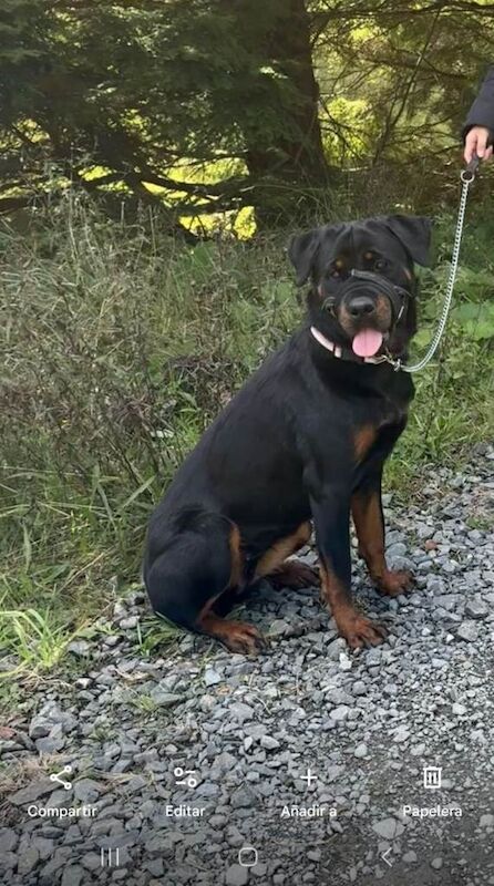 Female Rottweiler - Image 2 of 2