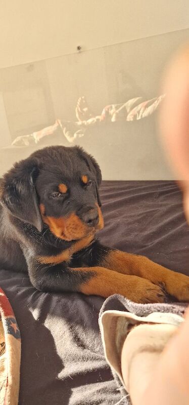 Female Rottweiler open for reasonable offers