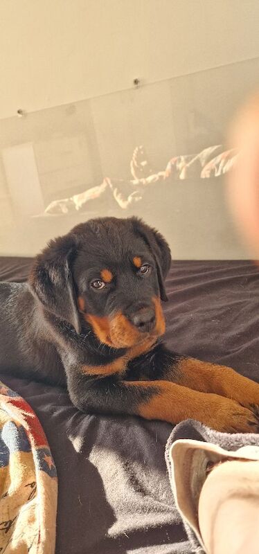 Female Rottweiler open for reasonable offers - Image 2 of 4