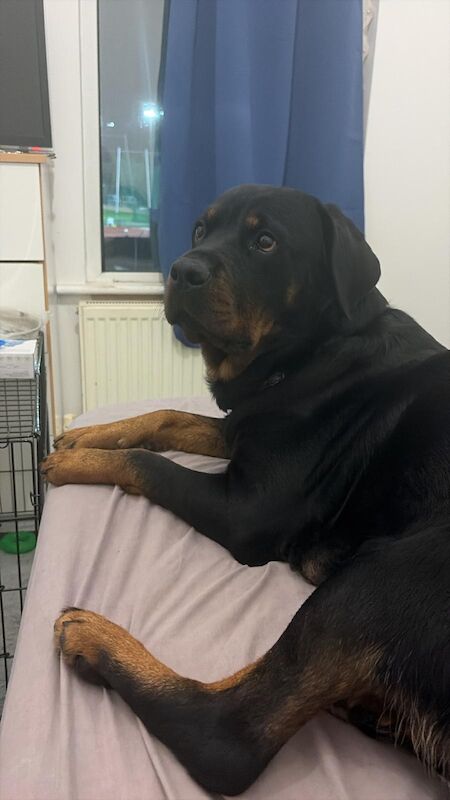 Female Rottweiler open for reasonable offers - Image 3 of 4