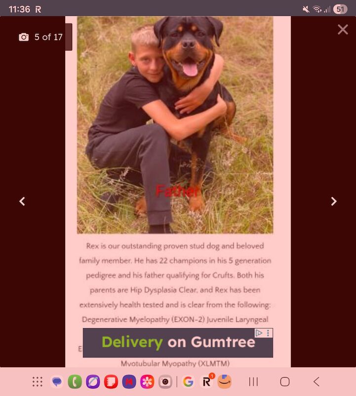 Female Rottweiler open for reasonable offers - Image 4 of 4