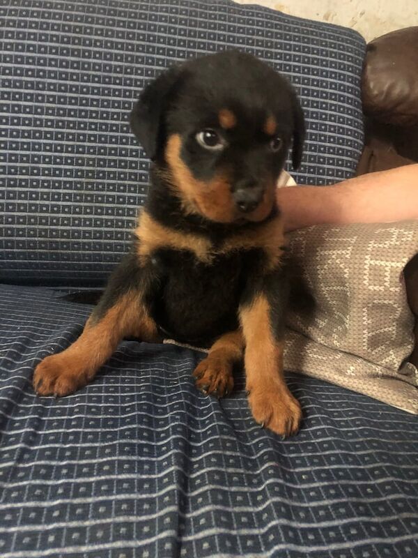 Female Rottweiler puppy for sale in Blackburn, Lancashire