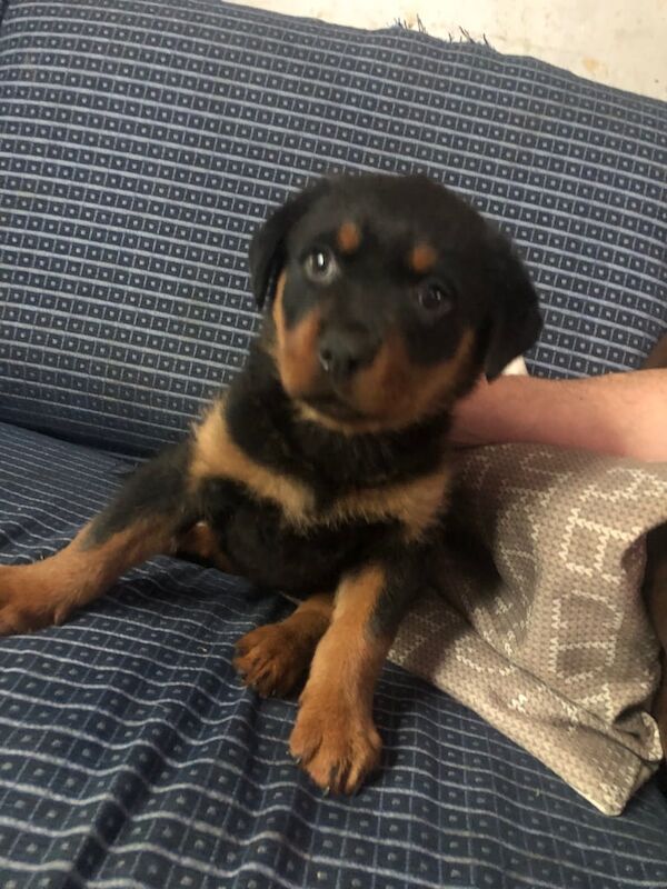 Female Rottweiler puppy for sale in Blackburn, Lancashire | Image 2
