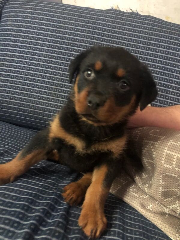 Female Rottweiler puppy for sale in Blackburn, Lancashire | Image 3