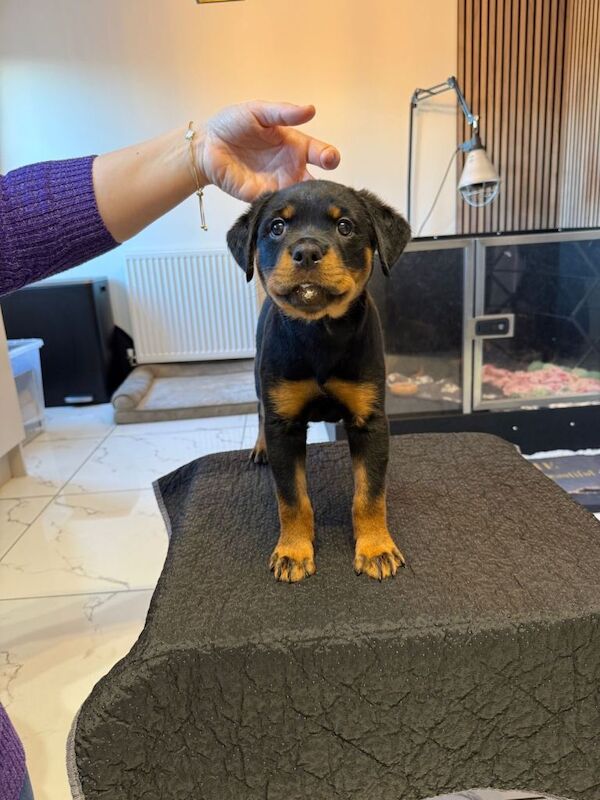 Rottweiler puppies for sale in Birmingham, West Midlands – KC registered, 10 weeks old