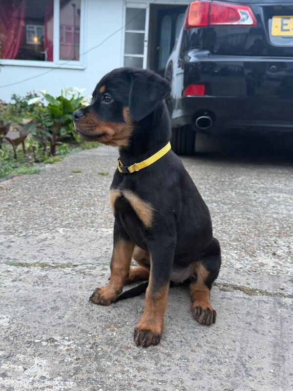 Female Rottweiler puppy for sale - Image 2 of 4