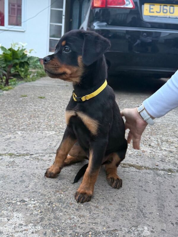 Female Rottweiler puppy for sale - Image 3 of 4
