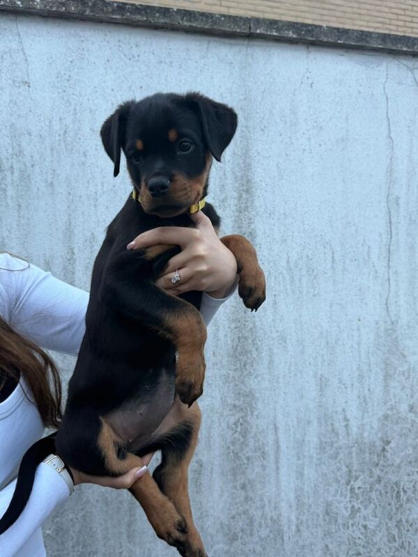 Female Rottweiler puppy for sale - Image 4 of 4