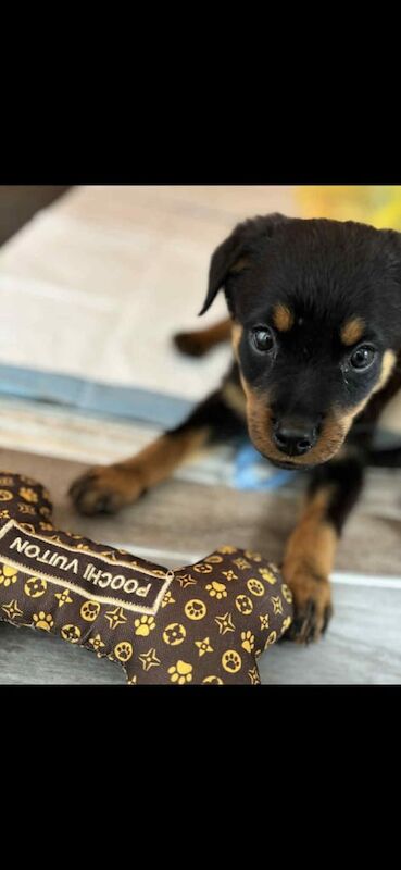 Rottweiler puppies for sale in Bolton, Greater Manchester – 11 weeks old
