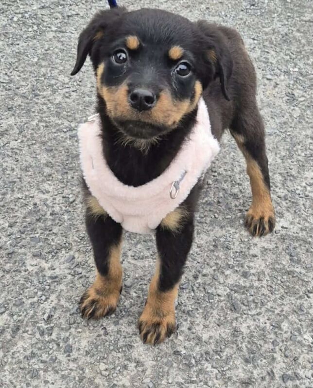 Rottweiler puppies for sale in Bolton, Greater Manchester – 6 months old - Image 2 of 3