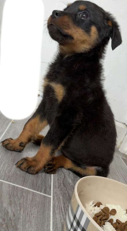 Rottweiler puppies for sale in Bolton, Greater Manchester – 6 months old - Image 3 of 3