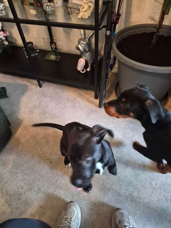 Female rottweiler x pocket bully - Image 3 of 6