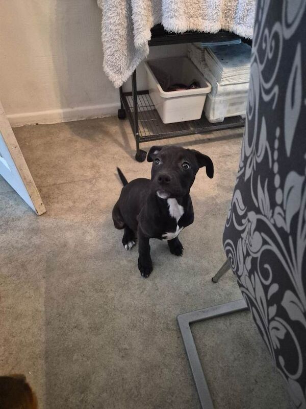 Female rottweiler x pocket bully - Image 4 of 6