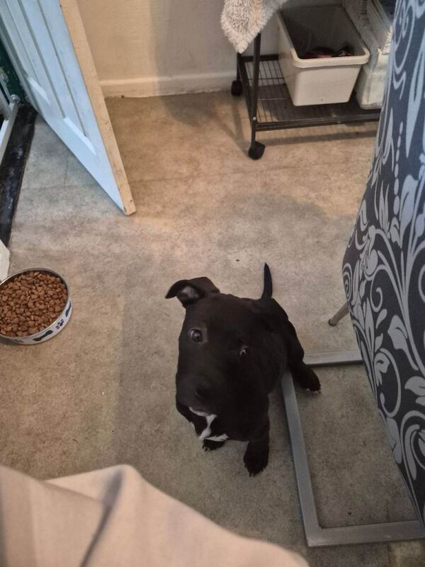 Female rottweiler x pocket bully - Image 5 of 6