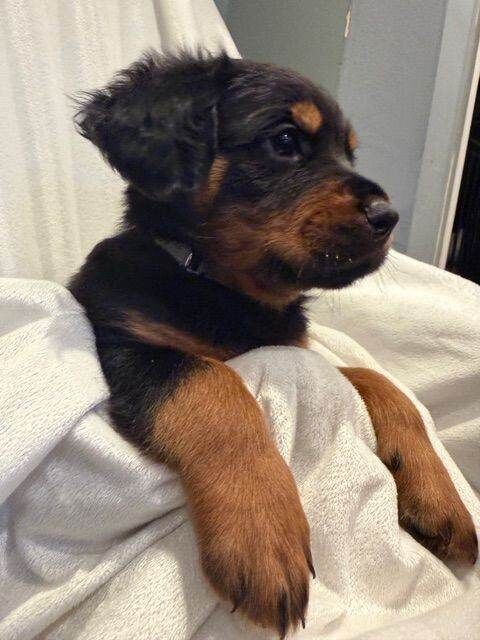 Fluffy Rottweiler Puppies – From Murphy & Kyra