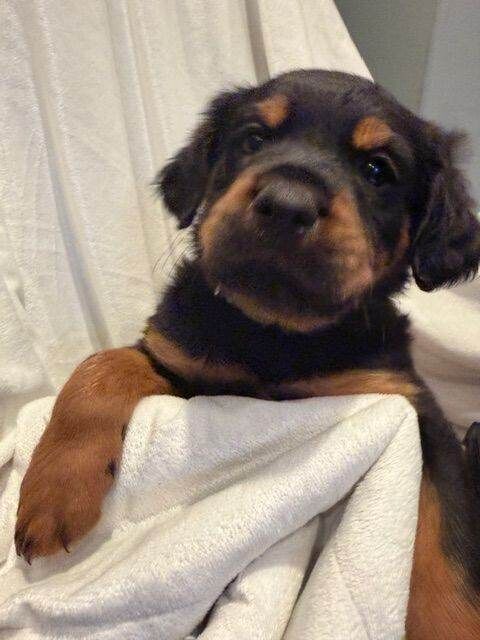 Fluffy Rottweiler Puppies – From Murphy & Kyra - Image 2 of 6