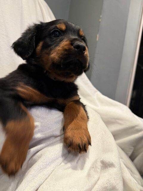 Fluffy Rottweiler Puppies – From Murphy & Kyra - Image 3 of 6