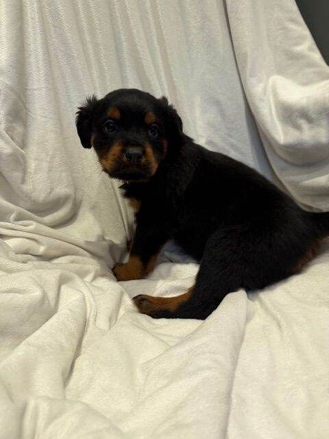 Fluffy Rottweiler Puppies – From Murphy & Kyra - Image 4 of 6