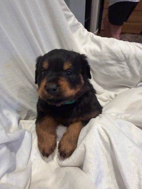 Fluffy Rottweiler Puppies – From Murphy & Kyra - Image 5 of 6