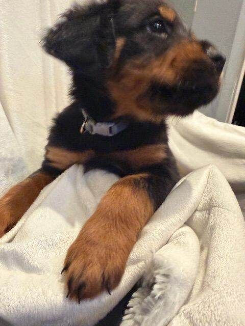 Fluffy Rottweiler Puppies – From Murphy & Kyra - Image 6 of 6