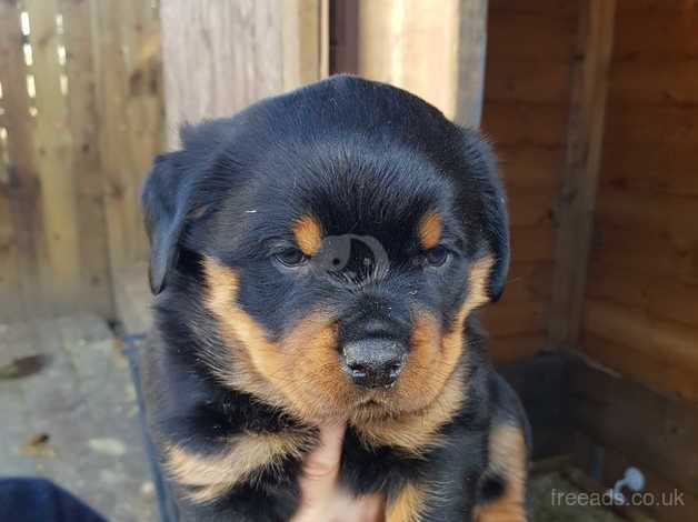 For Sale - Rottweiler Puppies in Billingham, County Durham