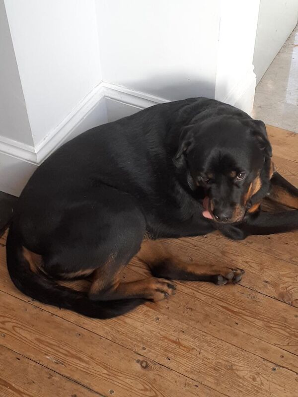 Free Pedigree Rottweiler, For free, to good family. My health is rapidly deteriorating and I cannot take care of him any longer. for sale in Westfield, East Sussex