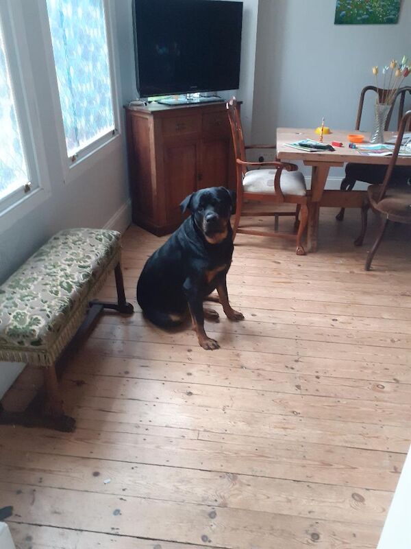 Free Pedigree Rottweiler, For free, to good family. My health is rapidly deteriorating and I cannot take care of him any longer. for sale in Westfield, East Sussex | Image 2