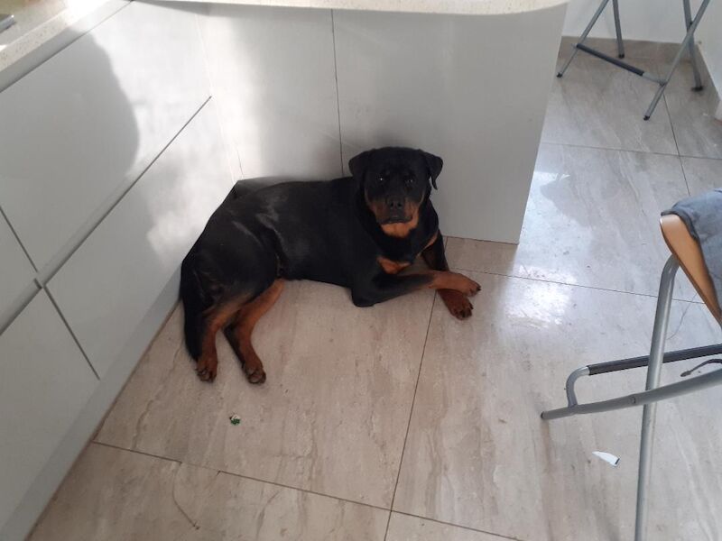 Free Pedigree Rottweiler, For free, to good family. My health is rapidly deteriorating and I cannot take care of him any longer. for sale in Westfield, East Sussex | Image 3