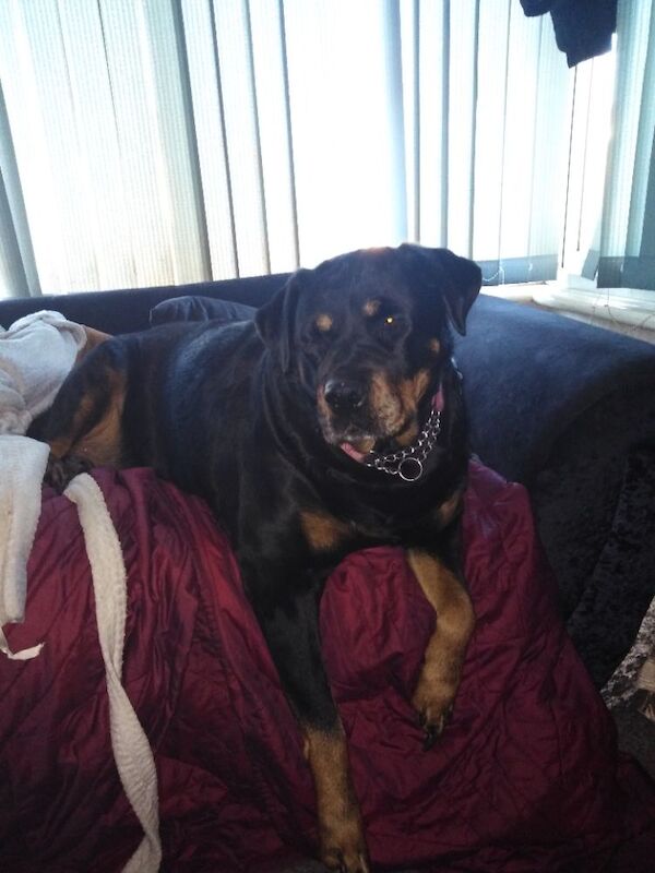 Rottweiler puppies for sale in Blackpool, Lancashire – KC registered, 6 years old