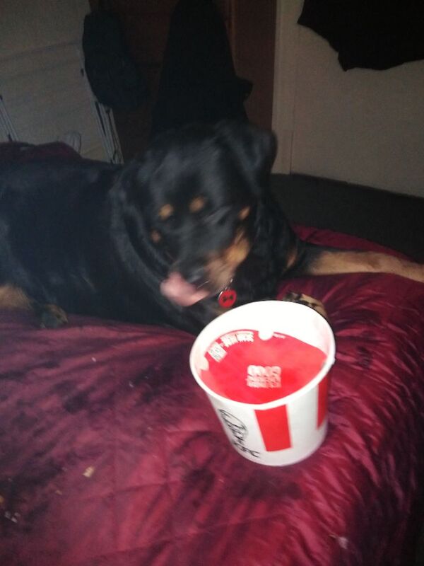 Rottweiler puppies for sale in Blackpool, Lancashire – KC registered, 6 years old - Image 3 of 3