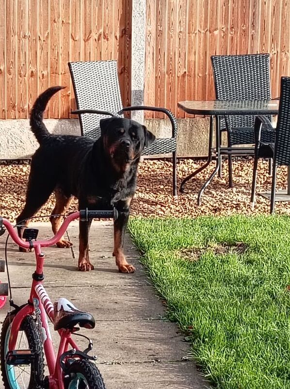 Rottweiler puppies for sale in Northwich, Cheshire – 4 years old