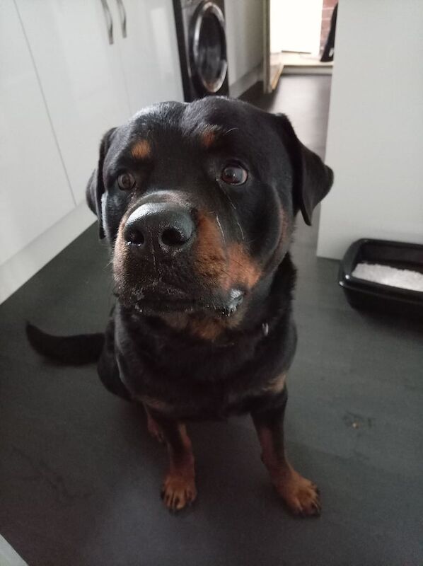 Rottweiler puppies for sale in Northwich, Cheshire – 4 years old - Image 2 of 6