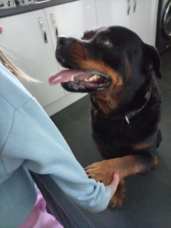 Rottweiler puppies for sale in Northwich, Cheshire – 4 years old - Image 3 of 6