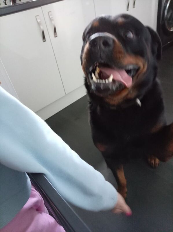 Rottweiler puppies for sale in Northwich, Cheshire – 4 years old - Image 4 of 6