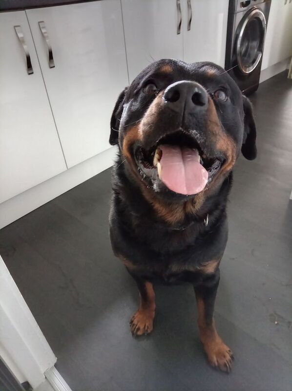 Rottweiler puppies for sale in Northwich, Cheshire – 4 years old - Image 5 of 6