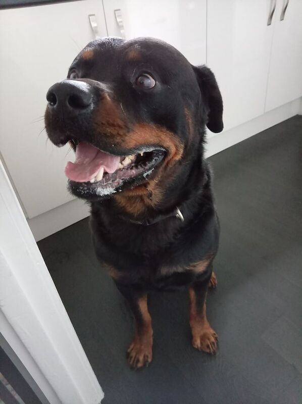 Rottweiler puppies for sale in Northwich, Cheshire – 4 years old - Image 6 of 6
