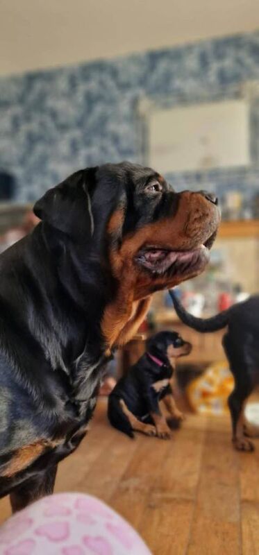 Rottweiler puppies for sale in Beaufort, Gwent – 9 weeks old