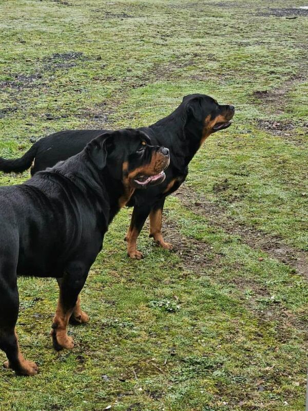 Rottweiler puppies for sale in Beaufort, Gwent – 8 weeks old - Image 2 of 5
