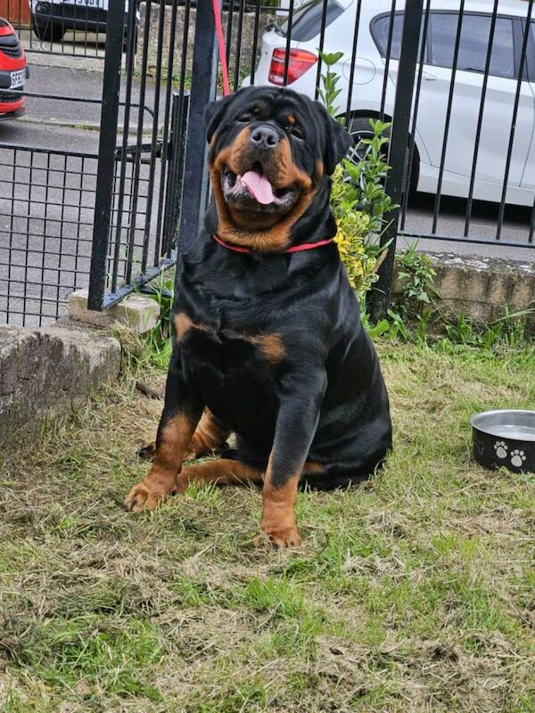 Rottweiler puppies for sale in Beaufort, Gwent – 8 weeks old - Image 3 of 5