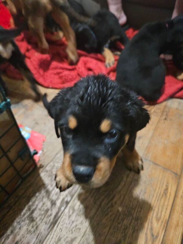 Rottweiler puppies for sale in Beaufort, Gwent – 8 weeks old - Image 5 of 5