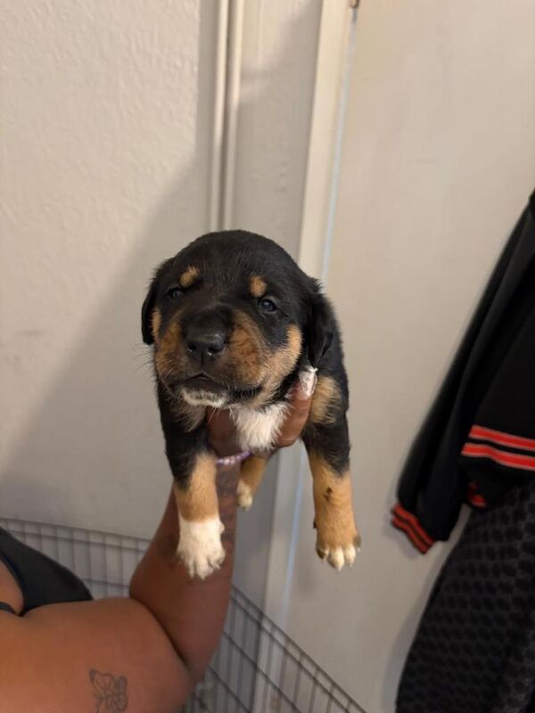 Full pedigree Rottwieler - Image 2 of 5