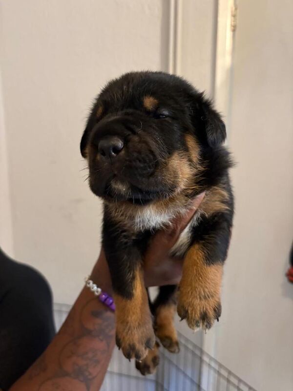 Full pedigree Rottwieler - Image 3 of 5