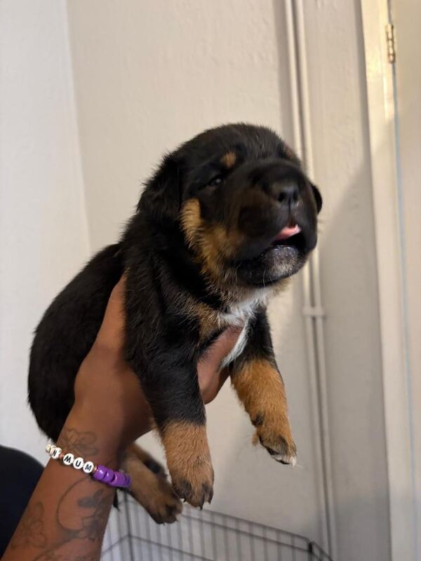 Full pedigree Rottwieler - Image 4 of 5