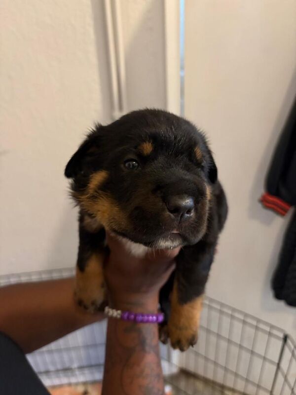 Full pedigree Rottwieler - Image 5 of 5