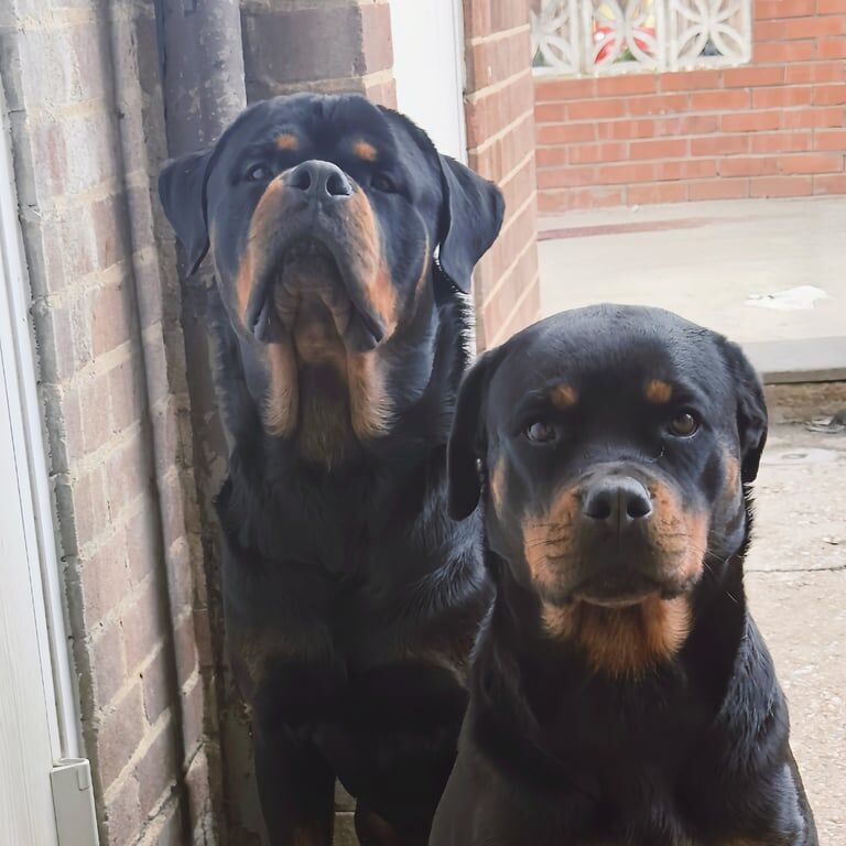 Rottweiler puppies for sale in Waltham Cross, Hertfordshire – KC registered, 3 weeks old