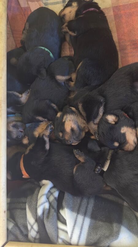Rottweiler puppies for sale in Waltham Cross, Hertfordshire – KC registered, 11 weeks old - Image 2 of 5